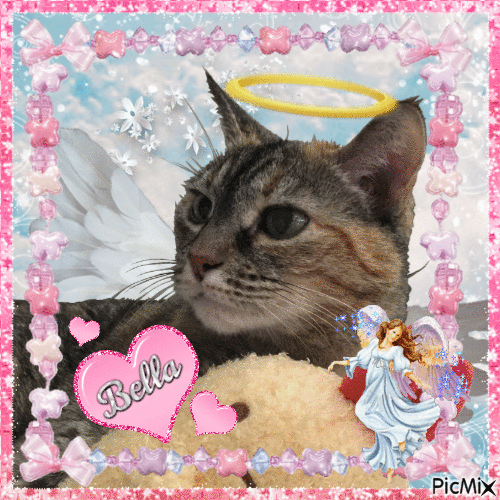 Bella the cat