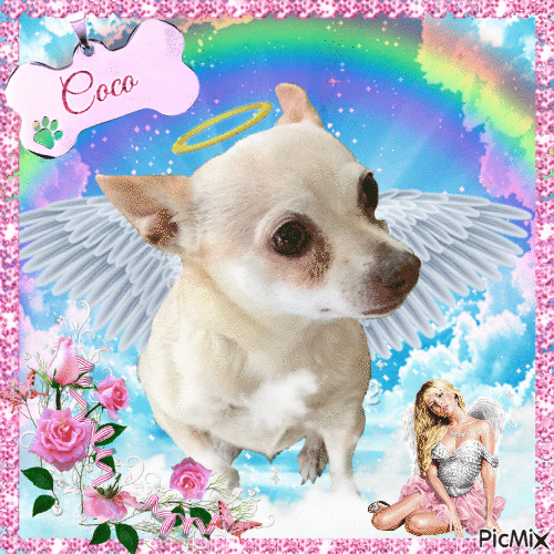 Coco the dog