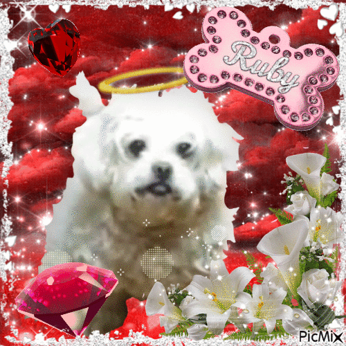 Ruby the dog